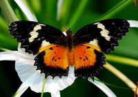 Book a Limo to the Butterfly Conservatory