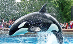 Marineland Limo Rentals